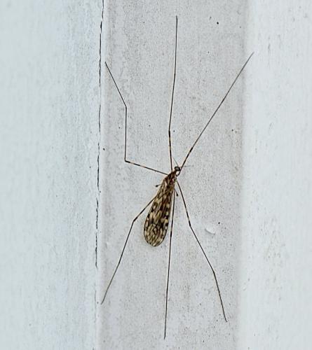 Réf. 353 507 : Limonia nubeculosa